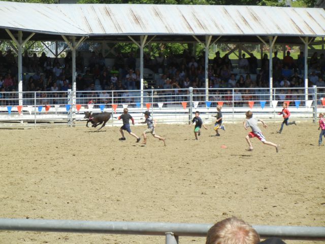 Kids chasing calf