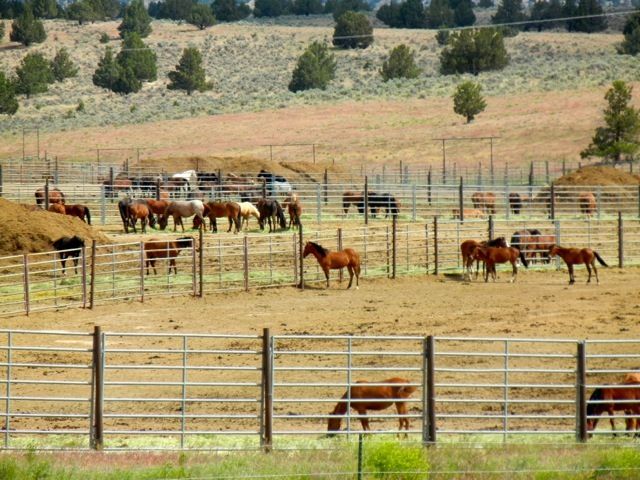 Wild Horses at BLM Corral